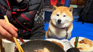 Shibe attends the BBQ party and sticks to his mother and keeps putting pressure on her. Day 12