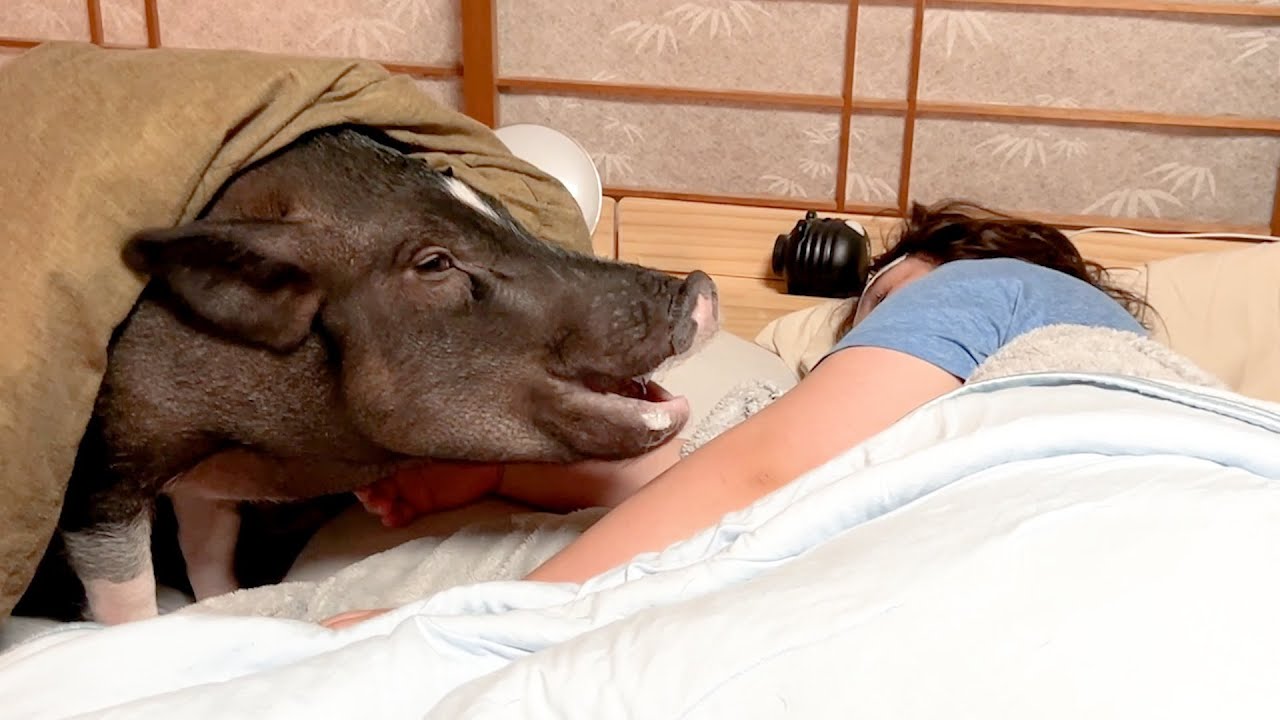 インフルエンザで動けないママにブタが取った行動が優しすぎた