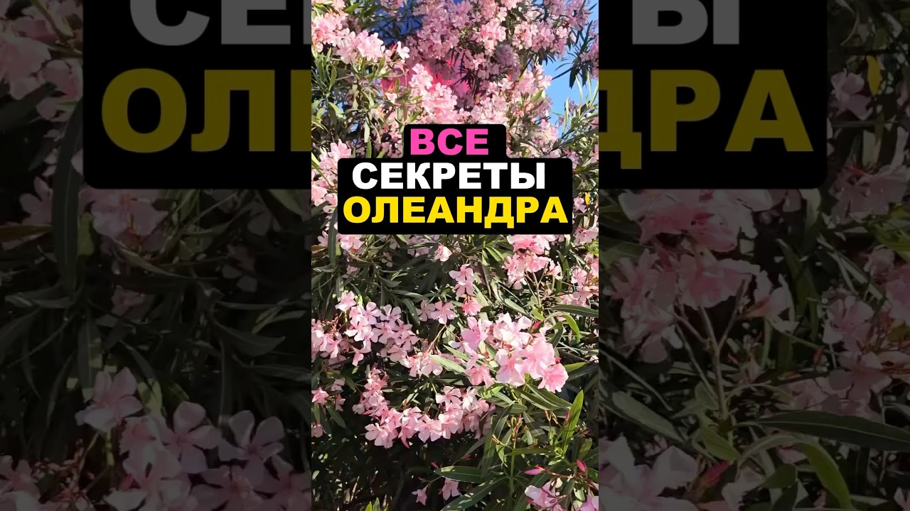 Олеандр все секреты 