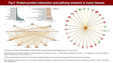 iMeta | Interplay between tissue-resident microbiome and host proteins by integrated multi-omics