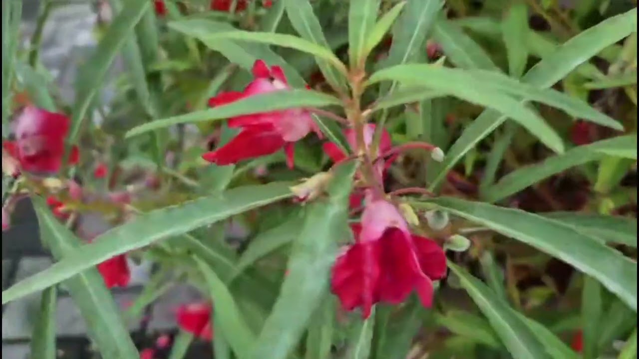 봉황을 닮았다고 붙여진