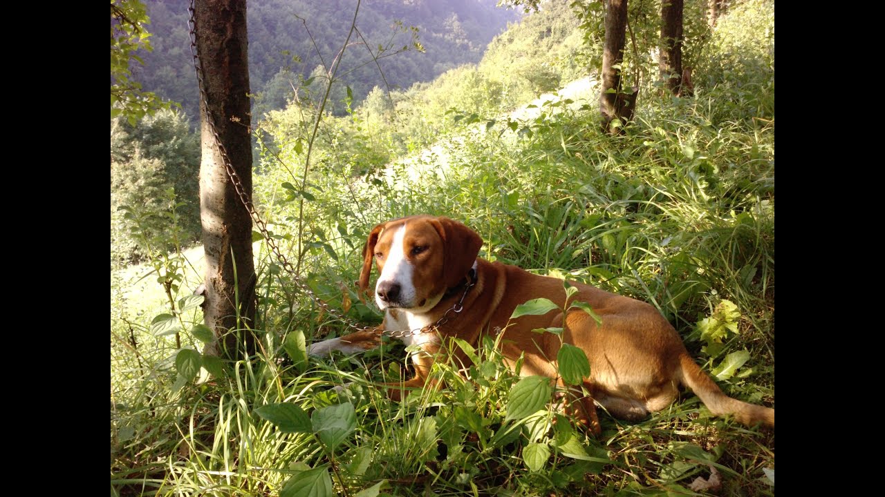 Hunting dog training YouTube