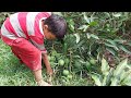We went to pick mangoes, an incredible amount of mangoes this year ,Short video,