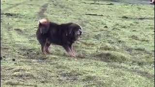 Tibetan mastiff | DoggyVlogs  (3)