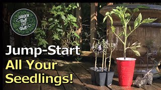 Turn Your Seedlings Into LARGE Healthy Transplants With This SINGLE Step - Guaranteed!