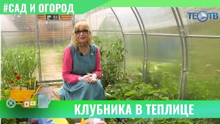 Клубника в теплице / ТЕО ТВ 12+