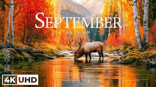 September Autumn Healing 2026 🍂 Colorful Forest Scenery with Nature Sounds & Soft Piano Music screenshot 4
