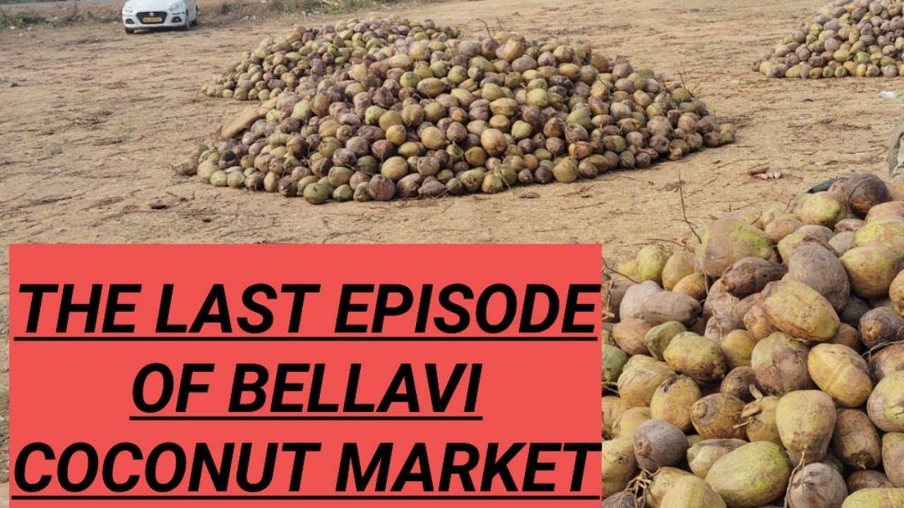 The last episode of bellavi  coconut market@ tumkur kala madhyama
