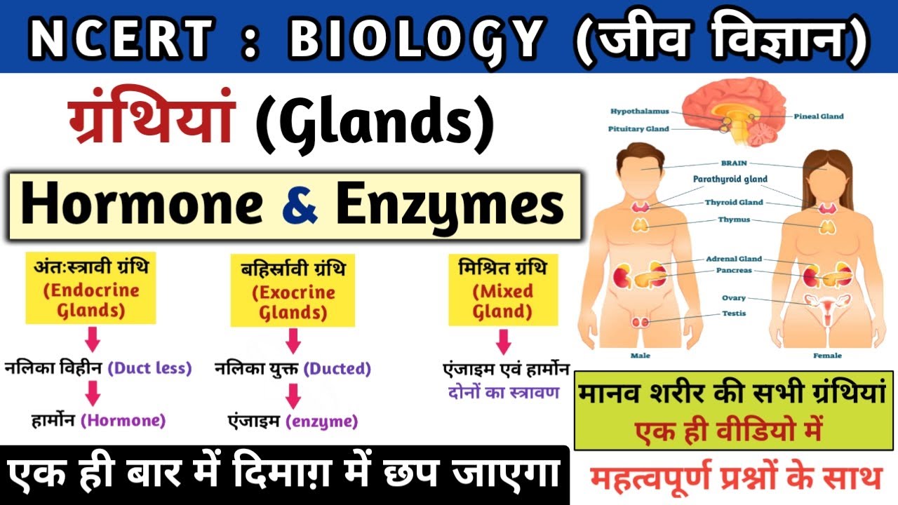 मानव ग्रंथियां | Glands | अंतःस्रावी ग्रंथियां | endocrine system | Hormones & Enzymes | Study vines