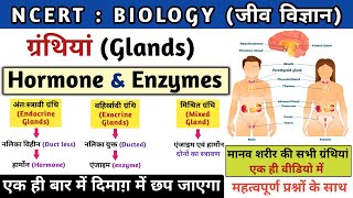 मानव ग्रंथियां | Glands | अंतःस्रावी ग्रंथियां | endocrine system | Hormones & Enzymes | Study vines screenshot 4