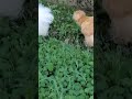 Beautiful Silkies Enjoying The Grass Silkies Silkiechicken Funnychicken 