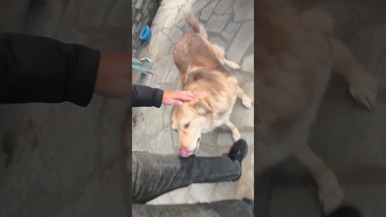 Μπήκαμε στο αμάξι και φύγαμε 🚗🐶🎣