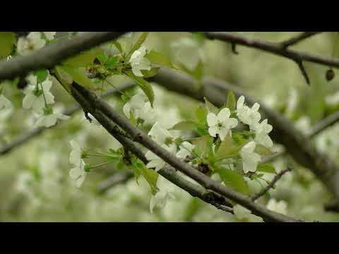 ჯიშობრივი გაუმჯობესება მეხილეობაში