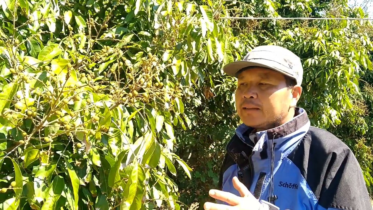 ลำไยเริ่มติดเม็ด ใส่น้ำ พ่นยา