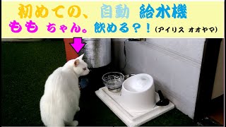 アイリス・ペット給水機　ももちゃん(猫１１歳♀)にプレゼント　でもうまく飲めるかな？