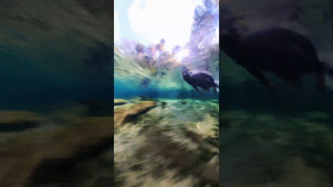 Free With Ri - 35 Florida Springs