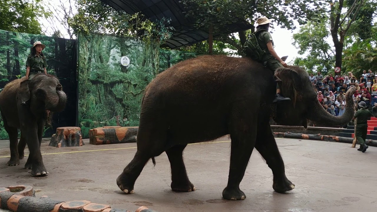 Gajah show di taman safari prigen