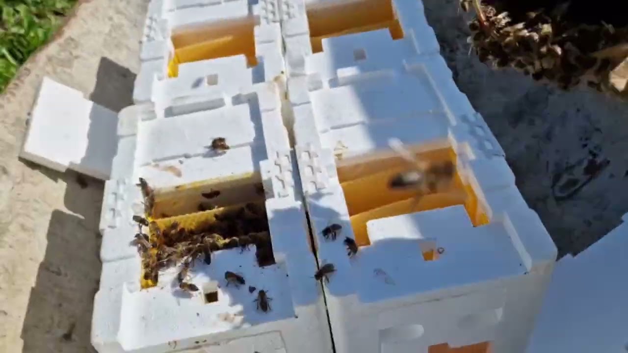 Nucleos de fecundação.  Mini mating nucs.