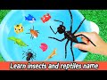 昆虫や爬虫類の名前を学ぶㅣCoCosToy