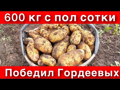 Картофель Американка Купить