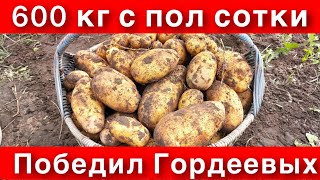 УРОЖАЙ 600 кг Американки с ПОЛ СОТКИ-ПРОТИВ 730 кг картофеля с ЦЕЛОЙ СОТКИ Гордеевых.