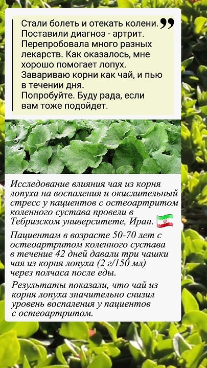 Чай из лопуха.. помогает - YouTube