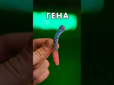 Биография мармеладного червячка (Часть 1) 🐛