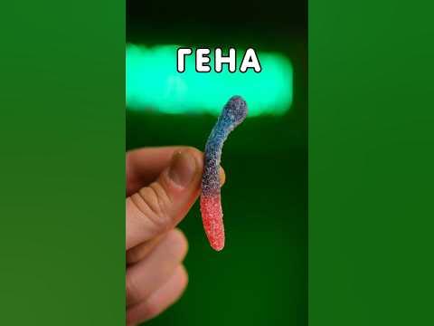 Биография мармеладного червячка (Часть 1) 🐛 - YouTube