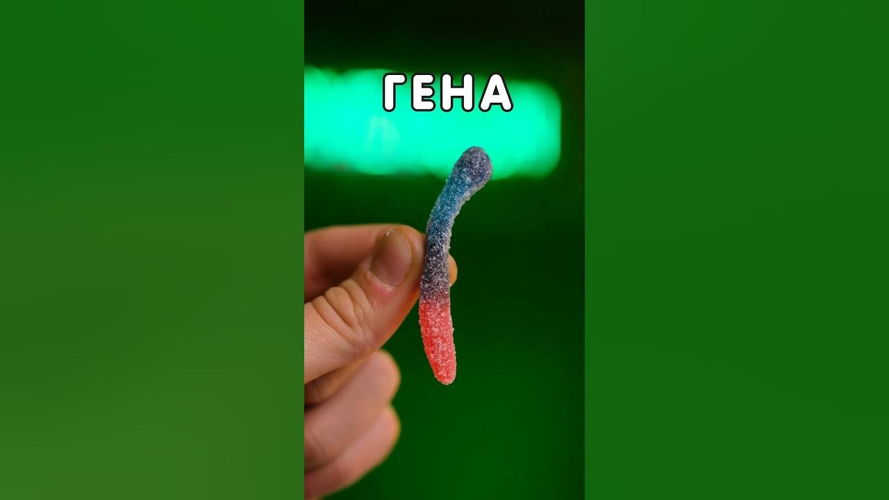 Биография мармеладного червячка (Часть 1) 🐛 - YouTube