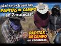 Así se extraen las papitas del campo en Zacatecas 🌱 | Tradición de más de 50 años