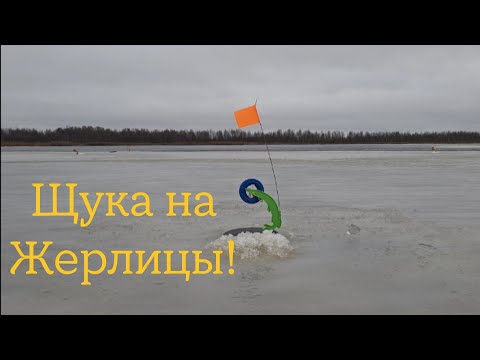 First ice 25-26! Night fishing on a forest lake with tip-ups!