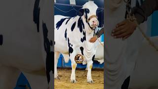 Karachi Cow Mandi 😍Jameel Memon Mandi | Malir Cow Mandi | Multan Mandi #shorts #cow #cowvideos #bull