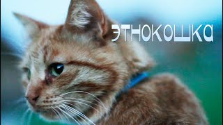 Один День Из Жизни Кошки  [Этнокошка]