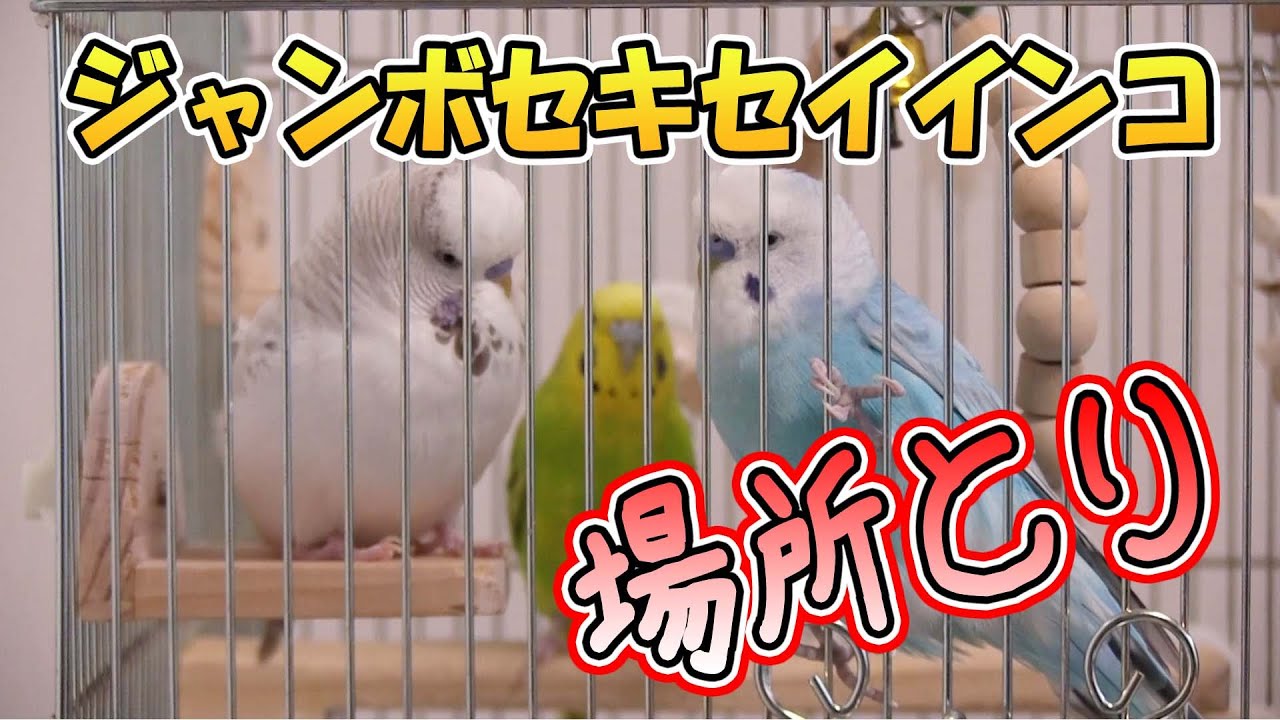 【セキセイインコ】【ジャンボセキセイインコ】お気に入りの場所が被った問題＃セキセイインコ　＃ジャンボセキセイインコ#インコ ＃budgie　＃English budgie
