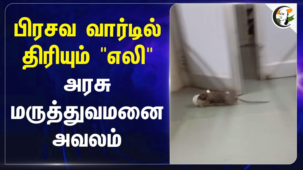 பிரசவ Ward-ல் திரியும் "எலி" அரசு மருத்துவமனை அவலம் | Tamil Nadu Government Hospital | DMK