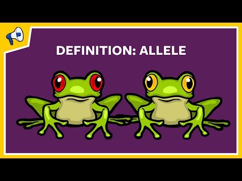 What is an Allele? Quick Definition