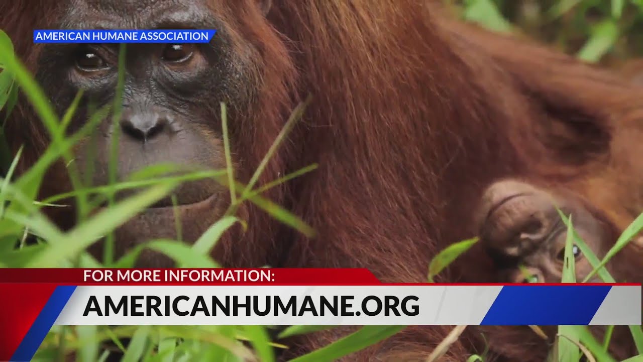 Documentary features St. Louis Zoo and Endangered Wolf Center - YouTube
