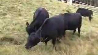 Australian Lowline Angus