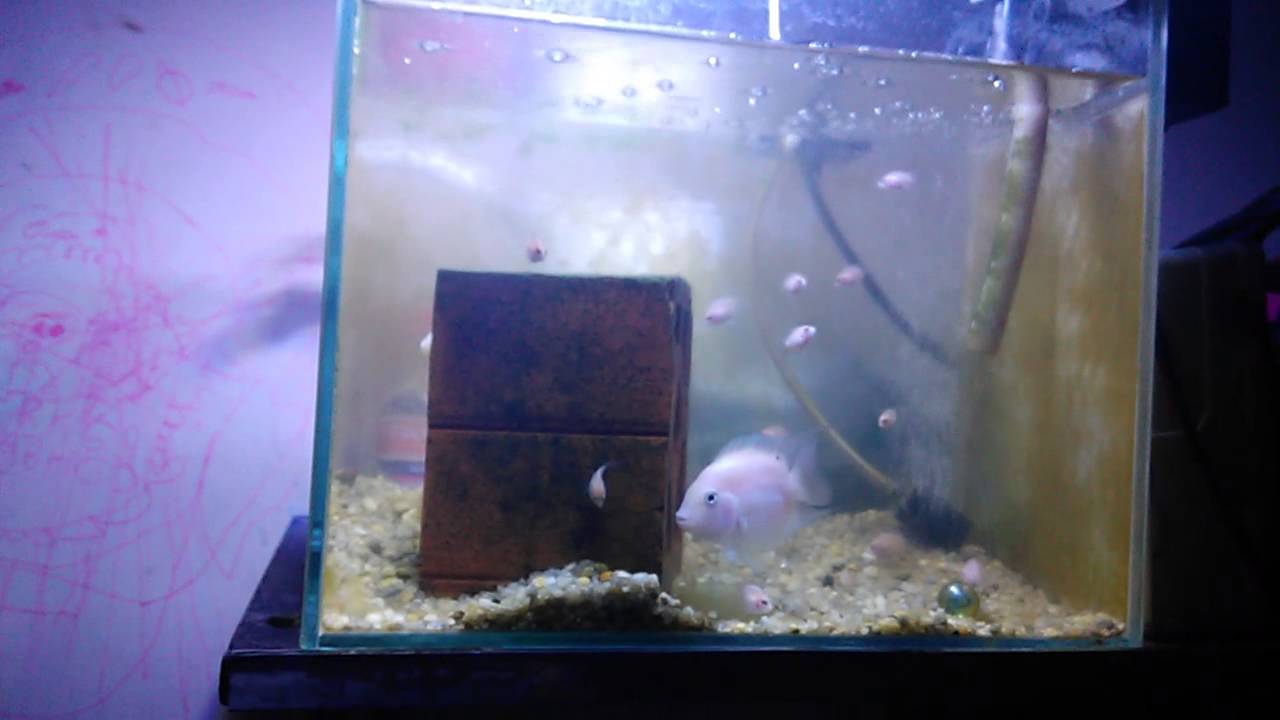 pink convict cichlid and baby YouTube