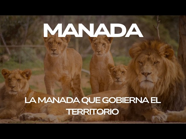 SERIE: MANADA – TEMA: UNA MANADA QUE GOBIERNA SU TERRITORIO