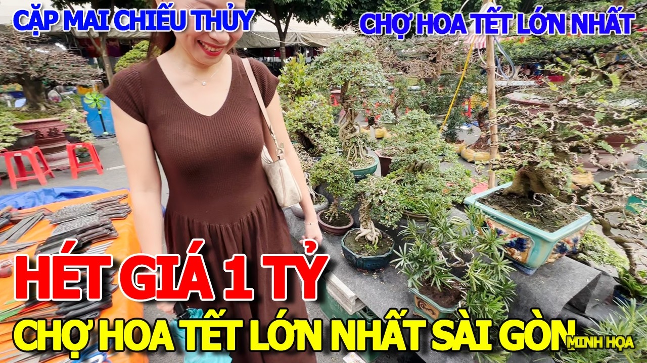 CHOÁNG VÁNG - CẶP MAI CHIẾU THỦY SẦN SÙI HÉT GIÁ 1 TỶ KÔ BÁN LẺ & CHỢ HOA TẾT NGỰA LỚN NHẤT SÀI GÒN