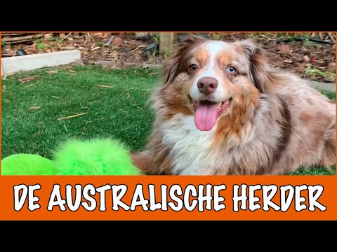 Video: Een gids voor kleuren van de hondenvacht uit Australië