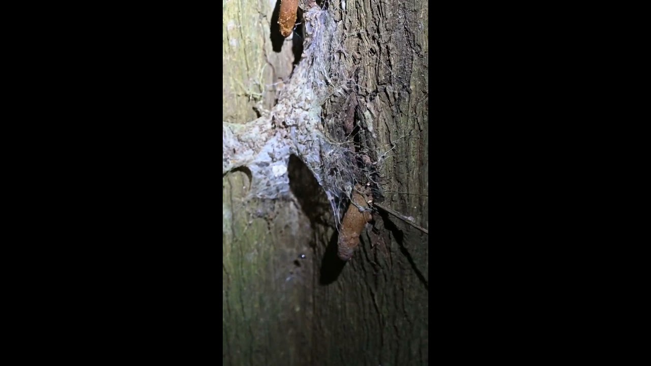 World S Deadliest Spider