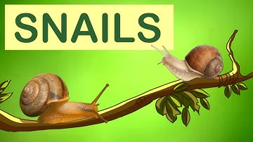 Snails | Snail Animal Facts | The Wonderful World of Invertebrates