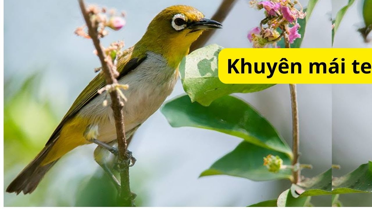 Khuyên mái kích trống nhanh líu  hót cực hay || kích là líu