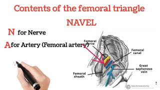 Navels Neighbor Contents Of The Femoral C