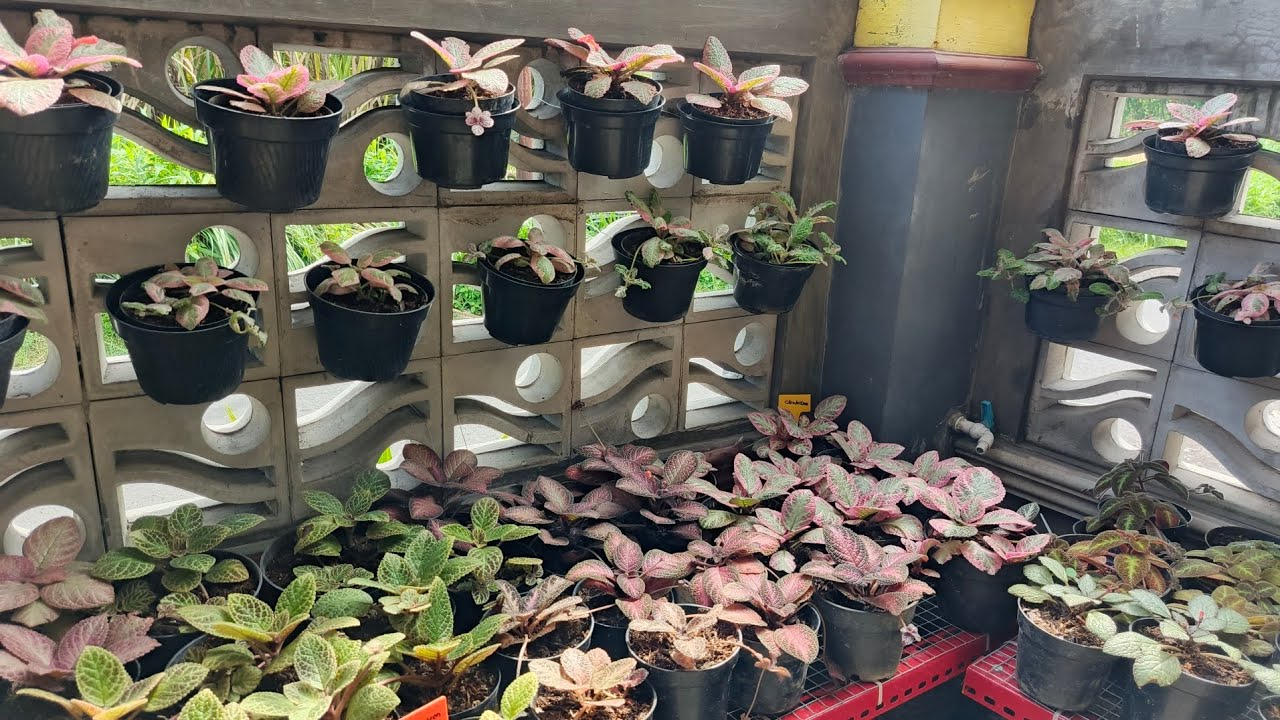 Jual episcia koleksian