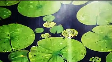 آيات بيّنات من سورة القصص