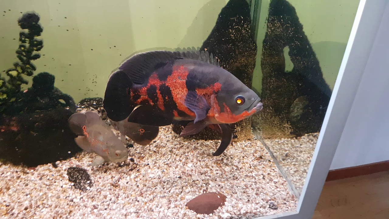 I got bit by an oscar fish تعرضت لعضة من سمك الأوسكار مع بلسم عيدو