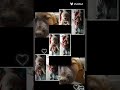 🐕😢